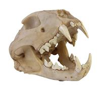 LKYLVEE Leopard Skull Replica, Realistic Animal Skull Model, Brown, PVC, Free-standing, Home Decor