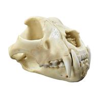 LKYLVEE Leopard Skull Statue - Simulation Animal Leopard Skull Model - Resin Figurine Decoration Sculpture Collectible Gifts,B,18cm