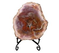 LKYLVEE Natural Ancient Tree Fossils - Silicified Wood Tree Fossil Slices - for Fossil Collections and Education Purposes,Brown,12cm