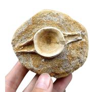 LKYLVEE Natural Beautiful Shark Vertebrae Fossil Shark Tooth Fossils Specimen Collectibles Home Decor Gifts Ornament,Brown,9cm