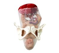 LKYLVEE Obstetrics and Gynaecology Newborn Care Model - Placenta Fetus Model - Removable Umbilical Cord Midwifery Teaching Tool,Red,29cm