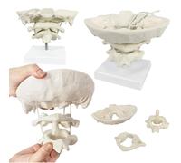LKYLVEE Occiput Model - Cervical Spine Model - Functional Movable Occipital Model for Educative, Medical Students Teaching Supplies,with Base