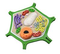 LKYLVEE Plant Cell Structure Model 3D Printing Biology Cell Model Enlarged Plant Cell Model Anatomical Medical Models,Green,95mm