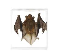 LKYLVEE Real Bat Embedding Specimen - Large Real Bat Specimen in Resin Crystal Preserved - for Biology Science Classroom Education