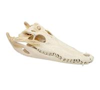 LKYLVEE Real Crocodile Skull Bones Specimen - Taxidermy Real Animals Skulls - Taxidermy Supplies for Science Education,White,33cm