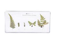 LKYLVEE Real Insect Plant Lifecycle Specimen Resin Desk Paperweight Specimens Taxidermy Model for Science Education,Ferns