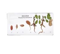 LKYLVEE Real Insect Plant Lifecycle Specimen Resin Desk Paperweight Specimens Taxidermy Model for Science Education,Peanuts