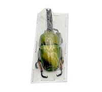 LKYLVEE Real Stag Beetle Specimens Natural Insect Specimen Collection for Kids Various Preserved in Resin Science Classroom Specimens,G