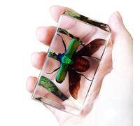 LKYLVEE Real Stag Beetle Specimens Paperweights Resin Natural Insect Specimen True Beetle Taxidermy Collection for Science Classroom Specimens