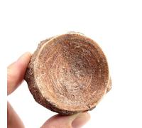 LKYLVEE Shark Vertebrae Fossil - Natural Ancient Marine Specimens - for, Collectors, Teachers, Children and Fossil Lovers,Brown,4cm