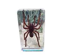 LKYLVEE Spider Insect Specimens, Resin Insect Spider Preservation, Resin Amber for Children's Science Education, Collection,C,3inch