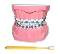 LKYLVEE Teeth Model for Education - Dental Teeth Orthodontic Demonstration Model - Includes Toothbrush, Dental Education Supplies