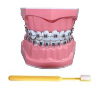 LKYLVEE Teeth Model for Education - Dental Teeth Orthodontic Demonstration Model - Includes Toothbrush, Dental Education Supplies