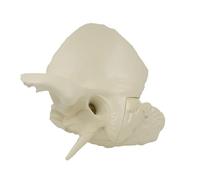 LKYLVEE Temporal Bone Anatomical Model - Squamous Part External Auditory Canal Model - Anatomy Model for Doctor's Office and Classrooms,White,36cm