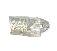 LKYLVEE Transparent FelineCat Tooth Model Veterinary Education Tool for or Veterinary Office Teaching Decoration Demonstrate,Clear