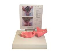 LKYLVEE Transparent FelineCat Tooth Model Veterinary Education Tool for or Veterinary Office Teaching Decoration Demonstrate,Red