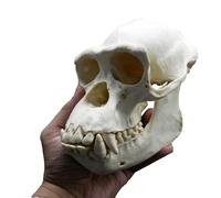 LKYLVEE White,20cm, Chimpanzee Skull Model - Resin Monkey Skull Model - Science and Education Specimen Model Hand-Made Statue Sketch 1:1