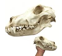 LKYLVEE Wolf Head Skull Resin Statue Model Real Wolf Skull Replica Resin Crafts for Archaeological Research Reference, Art Collection,F,21cm