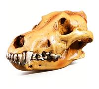 LKYLVEE Wolf Head Skull Resin Statue Model Real Wolf Skull Replica Resin Crafts for Archaeological Research Reference, Art Collection,A,21cm