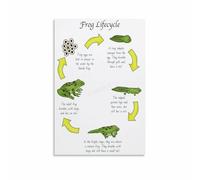 LLBOGRGGN Amphibian Life Cycle Frog Stages Poster Canvas Wall-Art Biology Learning Chart for Nursery Playroom Home Decor(Framed,08x12inch(20x30cm))
