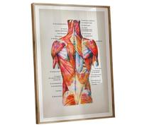 LLBOGRGGN Artistic Anatomy Poster: Watercolor Illustration of Labeled Human Muscles, Educational Wall Art for Doctors, Students & Therapists(Framed,12x18inch(30x45cm))