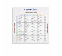 LLBOGRGGN DNA to Protein Chart: Genetic Code for Amino Acids Science Educational Poster(Framed,16x24inch(40x60cm))
