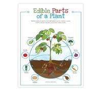 LLBOGRGGN Edible Plant Parts Guide Botany Learning Poster for Science Classroom Kitchen Homeschool Decor(Framed,12x18inch(30x45cm))