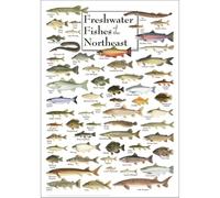 LLBOGRGGN Freshwater Fishes Chart - Northeast Species Identification & Learning Poster - Educational Wall Decor for Anglers, Students, Teachers, and Nature Lovers(Framed,08x12inch(20x30cm))