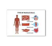 LLBOGRGGN Histology Muscle Tissue Poster Skeletal Multinucleated Cardiac Intercalated Discs Smooth Spindle Shape Biology Student Study Aid Educational Decor For School(Framed,12x18inch(30x45cm))