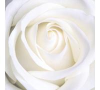 Llewellyn - Greeting Card - Rose Music 1