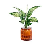 LLHCF Low Maintenance Hydroponic Planter Tabletop Vase With Breathable Materials For Succulents Bonsais Busy Plant Enthusiasts Hydroponic Plant Pots