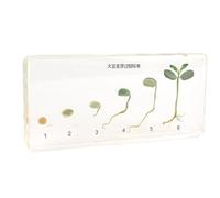 LLTCMAOYI Soybean Germination Process Specimen, Montessori Scientific Teaching AIDS Specimen