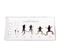 LLTCMYGS Frog Growth Cycle Specimen Cultural Teaching AIDS, Montessori Classroom Science Supplies