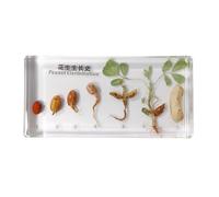 LLTCMYGS Kids's Resin Specimen Science Teaching AIDS, Montessori Plant Peanut Specimen Toys
