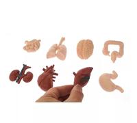 LLTCMYGS Mini Model of Human Organs Montessori Teaching Aids, Body Parts Sets Anatomy Toys (8 Pieces)