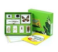 LLTCMYGS Montessori Animal Resin-Embedded Specimen Set, for Science Education
