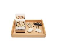 LLTCMYGS Montessori Ant Growth Model And Corresponding Card Toys, Language Learning Materials for Kids