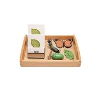 LLTCMYGS Montessori Butterfly Growth Cycle Set Teaching AIDS, Animal Growth Cycle Biological Model