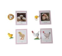 LLTCMYGS Montessori Chick Growth Cycle Language Area Teaching Supplies, Chick Life Cycle Model Toys
