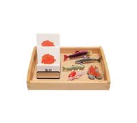 LLTCMYGS Montessori Fish Growth Cycle Model Set, Preschool Scientific Cognition Language Model Toy