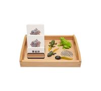 LLTCMYGS Montessori Frog Growth Process Model Toy Set, Preschool Language Material Teaching AIDS