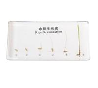 LLTCMYGS Montessori Plant Growth Resin Specimens, Scientific, Educational And Cultural Display Supplies