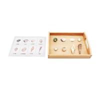 LLTCMYGS Montessori Shell Corresponding Card Language Teaching Aid Set, Shells Match Preschool Materials