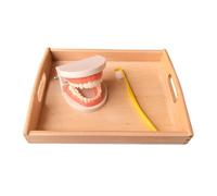 LLTCMYGS Montessori Teeth Brushing Model with Toothbrush Toys, Practical Life Toy for Toddlers,tooth model with wooden tray