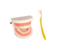 LLTCMYGS Montessori Teeth Brushing Model with Toothbrush Toys, Practical Life Toy for Toddlers,Tooth model