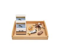LLTCMYGS Mosquito Growth Cycle Model Set Toys, Montessori Language Teaching Aid Materials