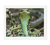 LLUTSNTH Paint by Numbers Kits for Adults, DIY Beginners Paint by Number Kits on Canvas, Cobra Snake Digital Oil Number Painting, Easy Canvas Art Print Kit for Home Decor Gift 30x40cm