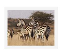 LLUTSNTH Paint by Numbers Kits for Adults, DIY Beginners Paint by Number Kits on Canvas, Zebras On South Africa Digital Oil Number Painting, Easy Canvas Art Print Kit for Home Decor Gift 30x40cm