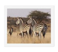 LLUTSNTH Paint by Numbers Kits for Adults, DIY Beginners Paint by Number Kits on Canvas, Zebras On South Africa Digital Oil Number Painting, Easy Canvas Art Print Kit for Home Decor Gift 40x50cm
