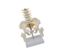 lmoikesz Educational Life Size PVC Human Pelvis Toy with Leg Bones